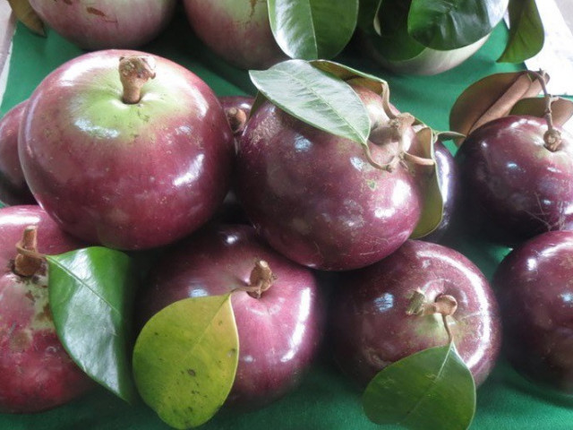 Thị trường - Tiêu dùng - Vú sữa đầu mùa hơn 100 ngàn/kg, đắt gấp đôi năm trước