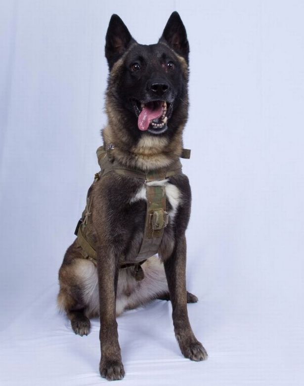 Số phận chú chó anh hùng dồn thủ lĩnh tối cao IS vào đường cùng - 1