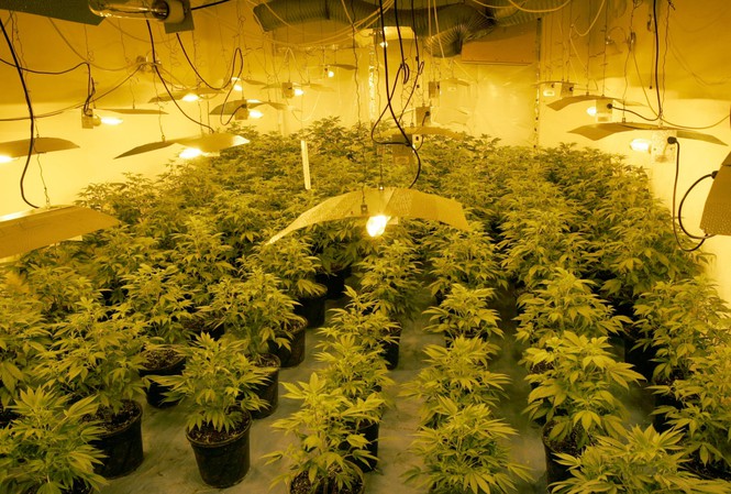 Một nhà trồng cần sa bị cảnh sát Anh phát hiện ở khu tây bắc của thủ đô London. (Ảnh: Guardian)