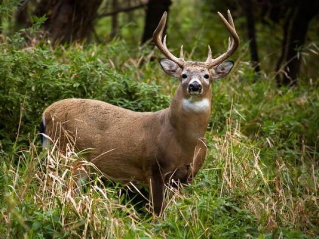 Thế giới - Mỹ: Nổ súng bắn gục hươu, lại gần kiểm tra và cái kết thảm