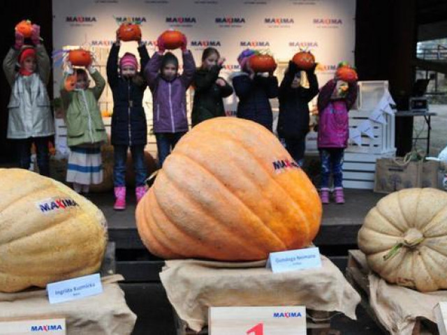 Du lịch - Những quả bí ngô "siêu to khổng lồ" nhân ngày Halloween tại Latvia