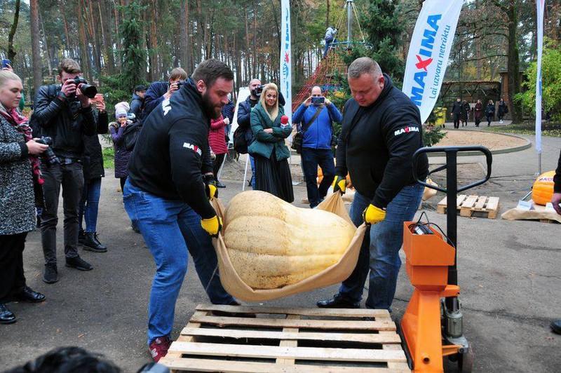Những quả bí ngô "siêu to khổng lồ" nhân ngày Halloween tại Latvia - 2