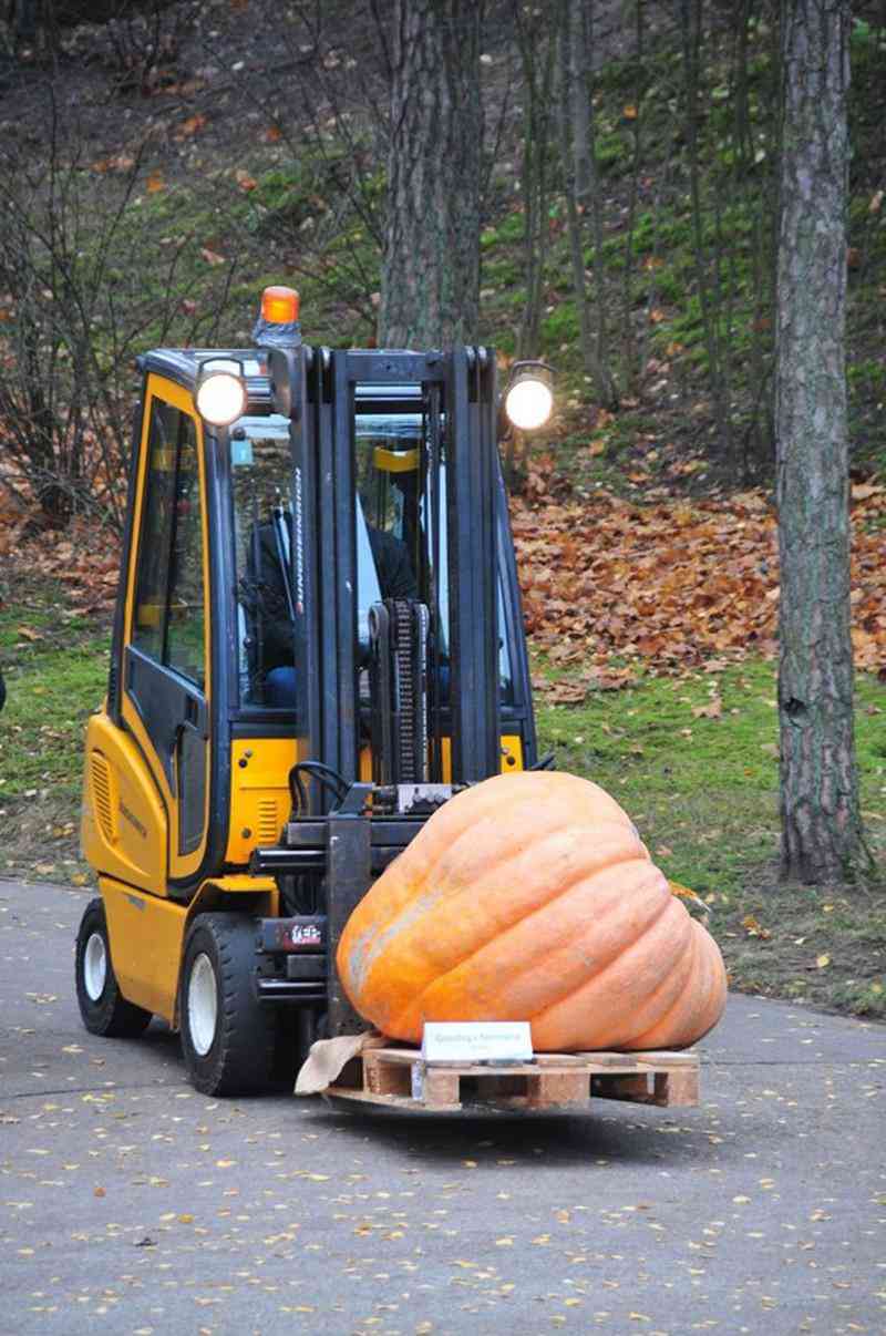 Những quả bí ngô phải được chở bằng xe nâng tới cuộc thi.
