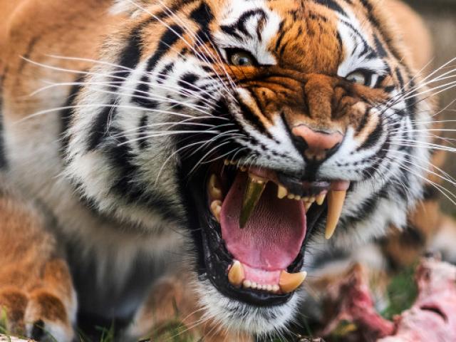 Thế giới - Video: Con hổ may mắn nhất thế giới với chiếc răng nanh bọc vàng