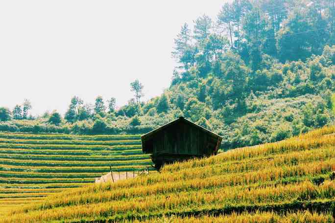 Mù Cang Chải lấp lánh những nấc thang vàng - 1