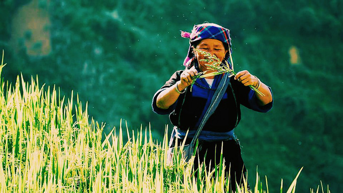 Mù Cang Chải lấp lánh những nấc thang vàng - 4
