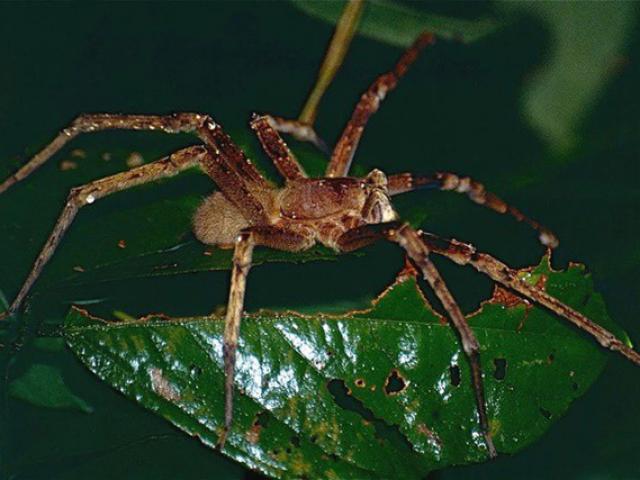 Media - Bị con nhện độc cắn, "cậu nhỏ" của quý ông sẽ gặp "sự cố"