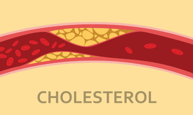 Cholesterol cung cấp năng lượng cho cơ thể&nbsp; hoạt động