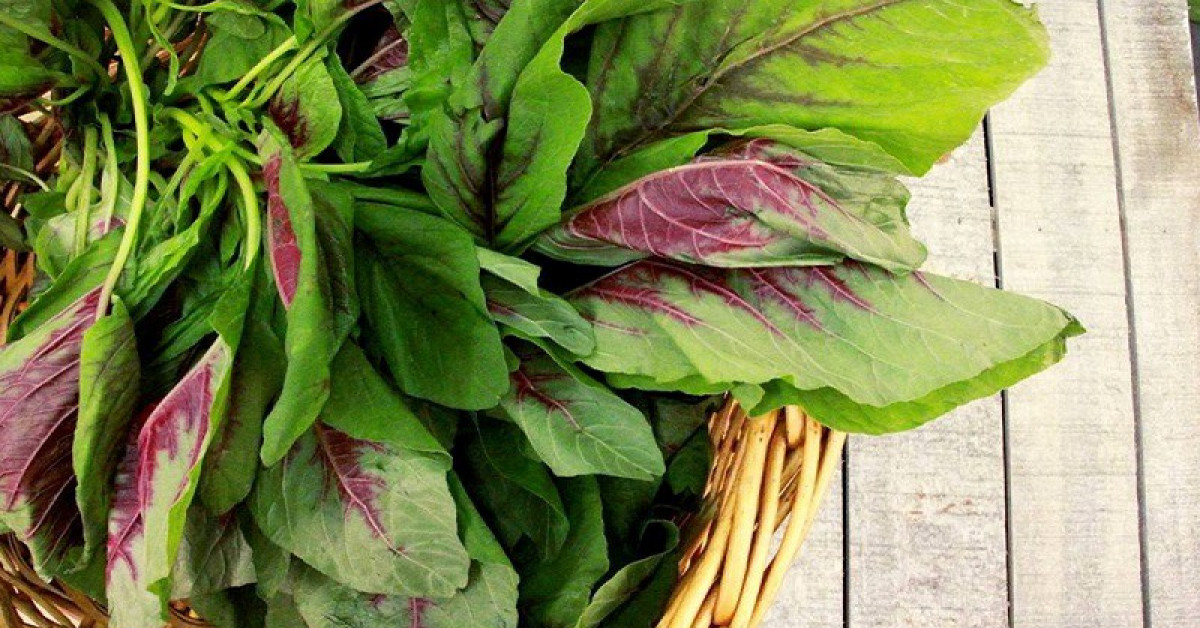 Ẩm thực - Rau dền: Cực tốt hoặc cực độc, ăn nên tránh những cấm kỵ này khỏi mang bệnh vào thân