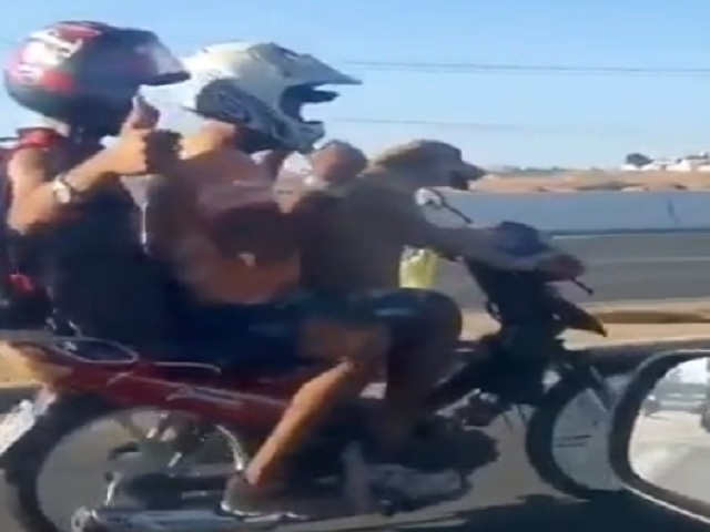 Thế giới xe - Clip: Chú chó điều khiển xe gắn máy chở 2 người, "đùa với tử thần"