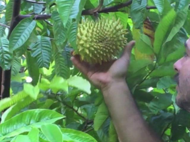 Thị trường - Tiêu dùng - Quả xấu xí chẳng ai nghĩ là "mỏ tiền", nay bán vài trăm nghìn/kg "hốt bạc mỏi tay"