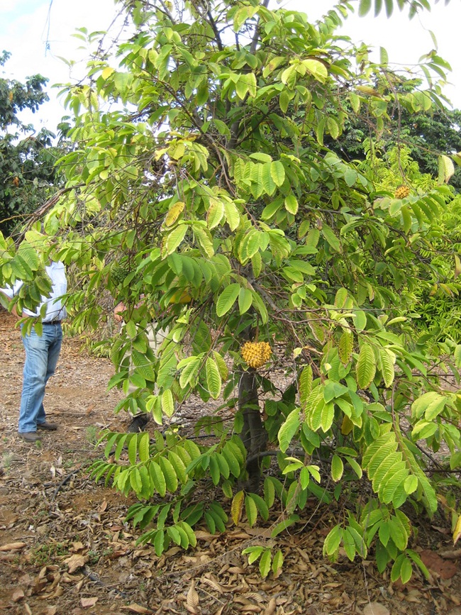 Cây na Rollinia có nguồn gốc từ khu vực Amazon, Nam Mỹ. 