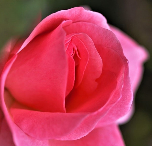 Nhờ Zlove mà vợ đẻ tới 3 nhóc rồi vẫn “hồng khít” như gái tân, chồng bàng hoàng khi biết sự thật - 3