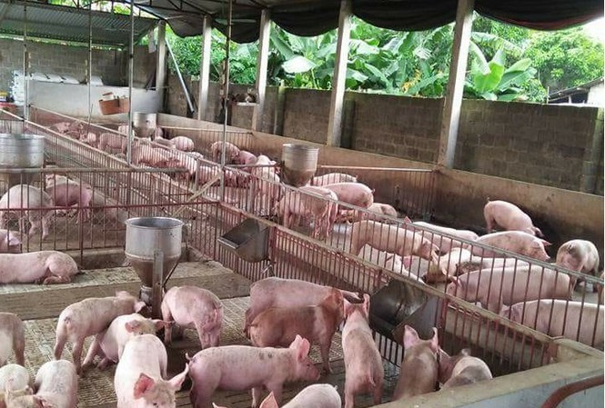 Giá thịt lợn tiếp tục xu hướng tăng - 1