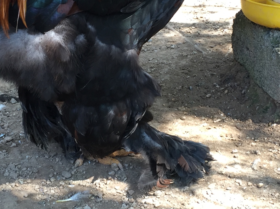 Chiêm ngưỡng giống gà kỳ lân "khổng lồ" chân 5 ngón, giá tiền triệu ở Việt Nam - 7