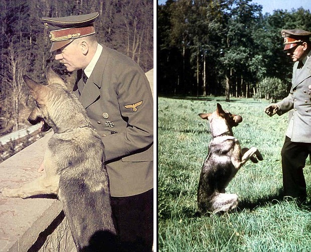 Thay vì nuôi mèo, Hitler chọn nuôi chó (ảnh: DKN)