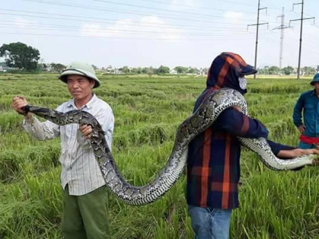 Tin tức trong ngày - Những "phi vụ" bắt sống mãng xà chúa, trăn "khủng" trên đất Việt