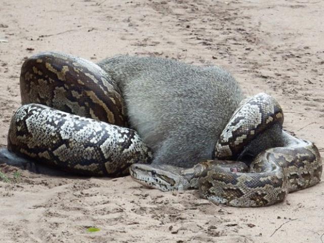 Media - Cảnh tượng bầy khỉ cứu đồng loại khi bị trăn "siêu to khổng lồ" siết chặt