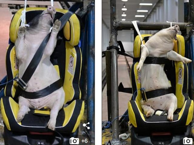 Phi thường - kỳ quặc - Phẫn nộ cảnh dùng lợn sống làm hình nộm thử tai nạn xe hơi ở Trung Quốc