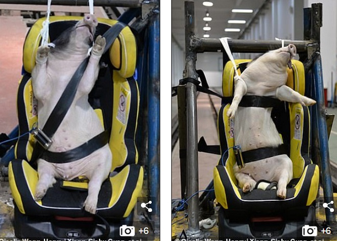 7 trong số 15 con lợn đã chết trong thí nghiệm, những con khác bị thương, không được ăn, uống suốt nhiều giờ.