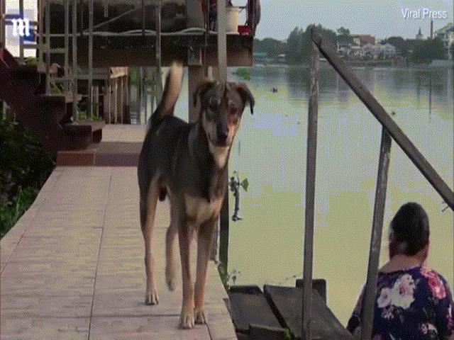 Thái Lan: Bị lạc vì ngã xuống nước, chú chó ngày ngày ra bến sông chờ chủ