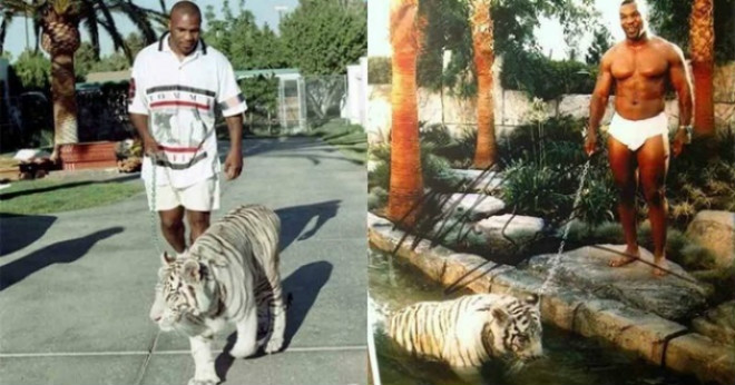 Mike Tyson và sở thích đặc biệt