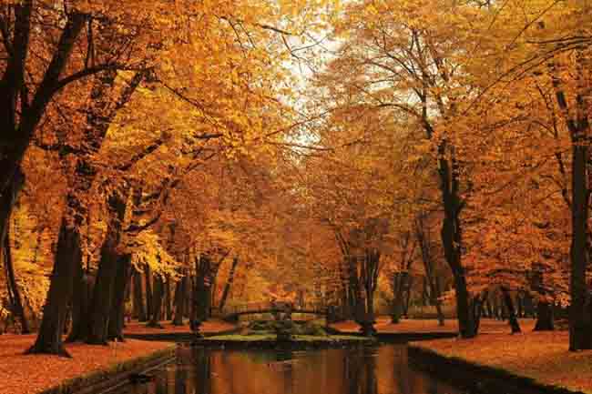 Bayreuth, Đức vàng rực cả một góc trời khi rừng cây chuyển màu lá vào thu