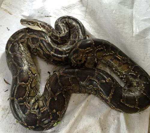 Những "phi vụ" bắt sống mãng xà chúa, trăn "khủng" trên đất Việt - 11