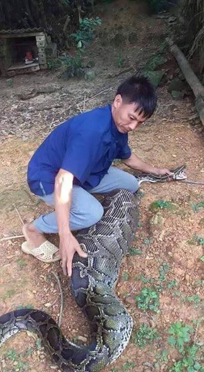 Những "phi vụ" bắt sống mãng xà chúa, trăn "khủng" trên đất Việt - 3