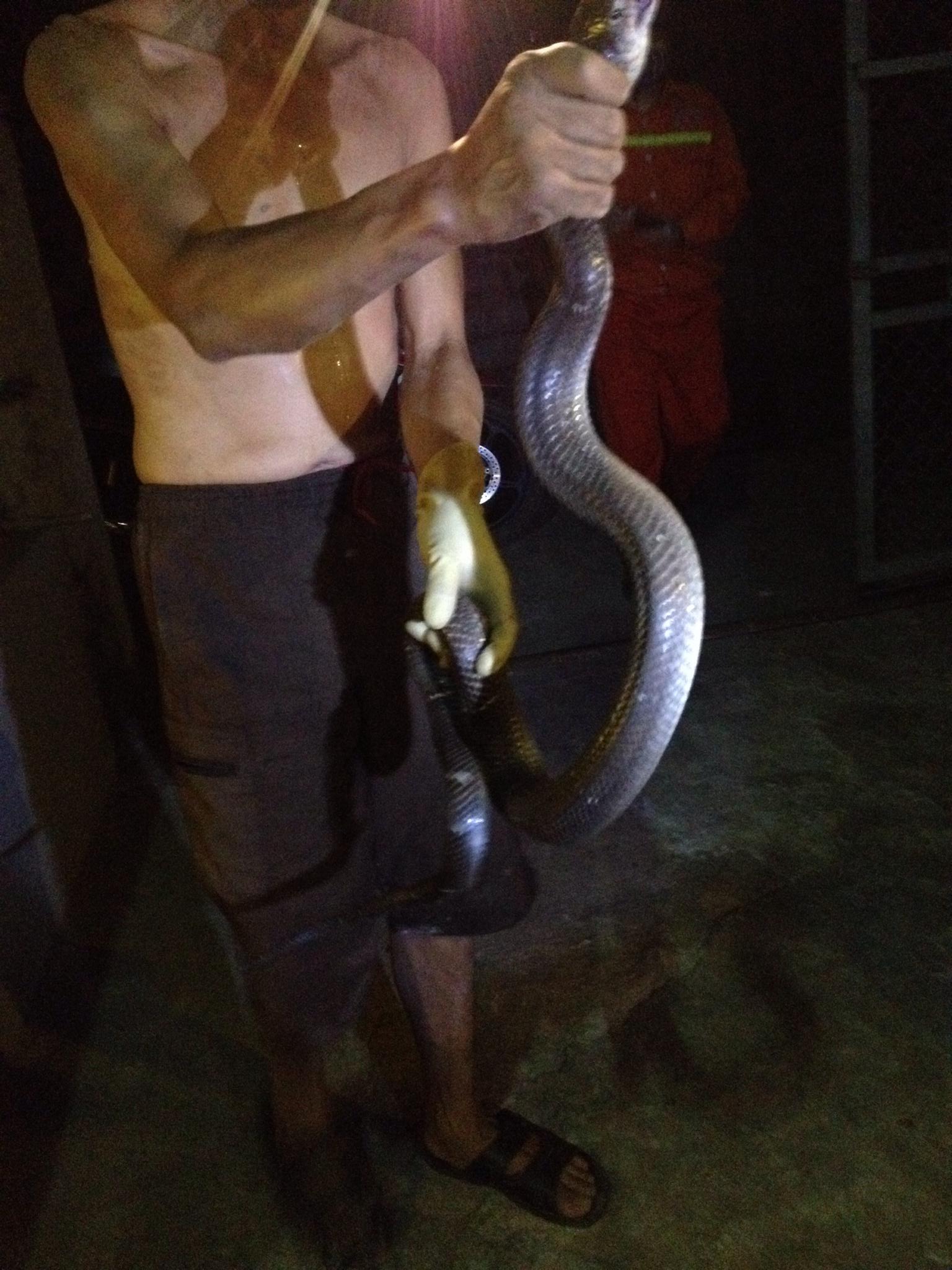 Cận cảnh con rắn hổ mang bị tóm gọn trong chuồng gà nhà chị Hảo