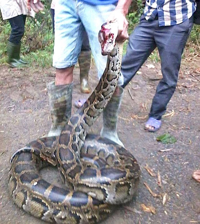 Những "phi vụ" bắt sống mãng xà chúa, trăn "khủng" trên đất Việt - 8