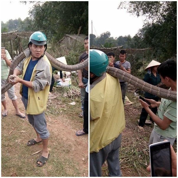Những "phi vụ" bắt sống mãng xà chúa, trăn "khủng" trên đất Việt - 9