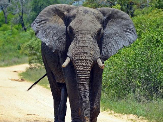 Phi thường - kỳ quặc - Voi mang tên bin Laden “khủng bố” cả ngôi làng, khiến 5 người chết