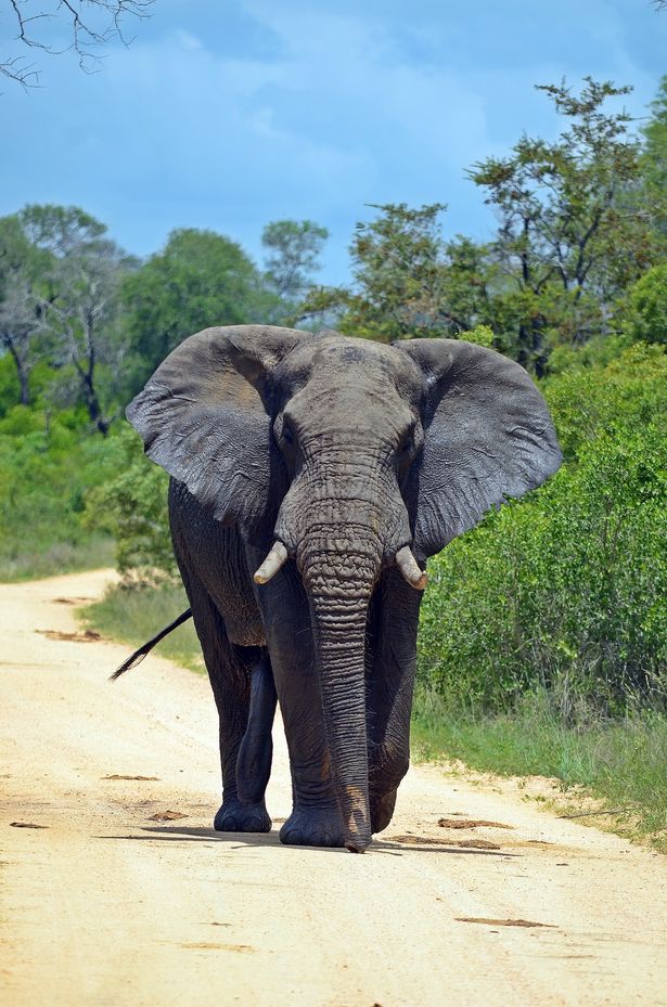 Con voi mang tên bin Laden đã nhiều lần quấy phá ngôi làng ở Ấn Độ.