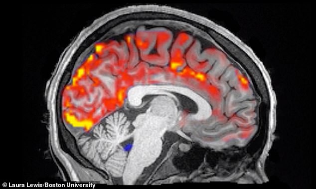 Màu đỏ là dấu vết của dịch não tủy đã thế chỗ dòng máu trong não bộ để làm công việc dọn dẹp. Các nhà nghiên cứu lý giải rằng lúc ngủ, não không cần quá nhiều oxy nên máu có thể tạm lui - ảnh do nhóm nghiên cứu cung cấp.