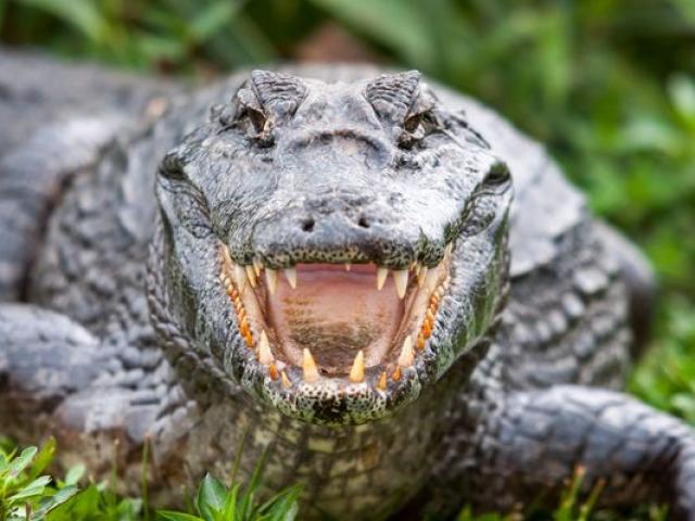 Phi thường - kỳ quặc - Đứng trên đầu cá sấu vì tưởng khúc gỗ, nhận bài học nhớ đời