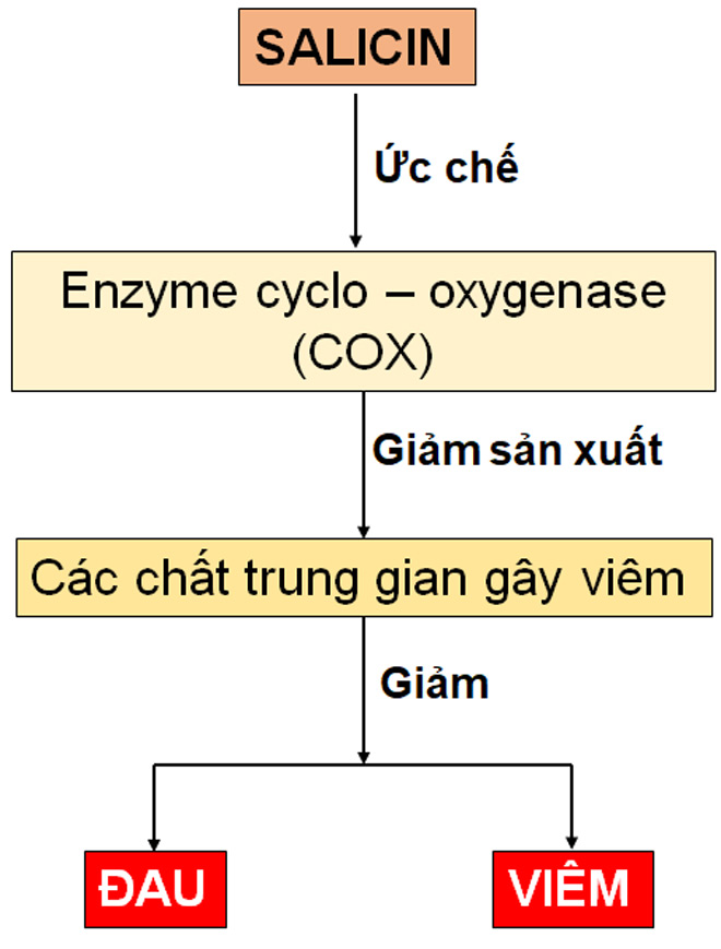 Cơ chế tác dụng của Salicin trong chiết xuất Vỏ Liễu trắng