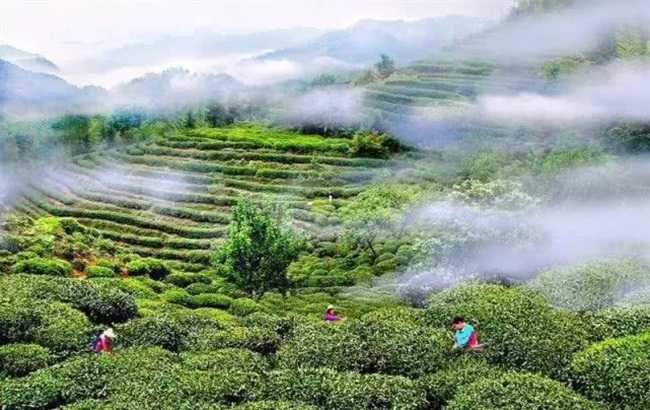Thành phố Phúc Đỉnh, Phúc Kiến, Trung Quốc là nơi nổi tiếng với loại bạch trà có tên là bạc kim thơm ngon.
