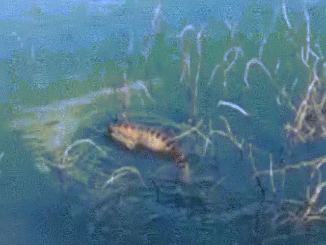 Thế giới - Xơi nguyên con chuột lang khổng lồ, trăn Nam Mỹ không lặn nổi xuống sông