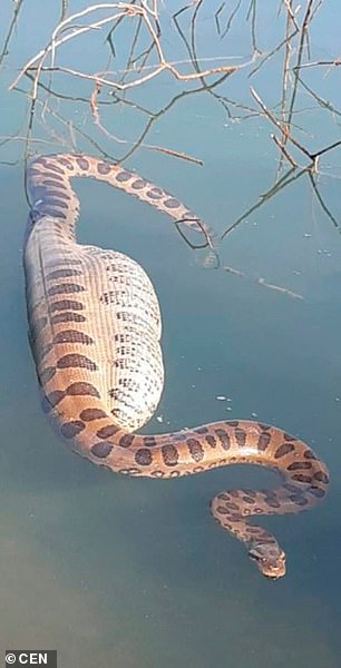 Hình ảnh con trăn Nam Mỹ với cái bụng lớn nổi trên sông Paraná, Brazil