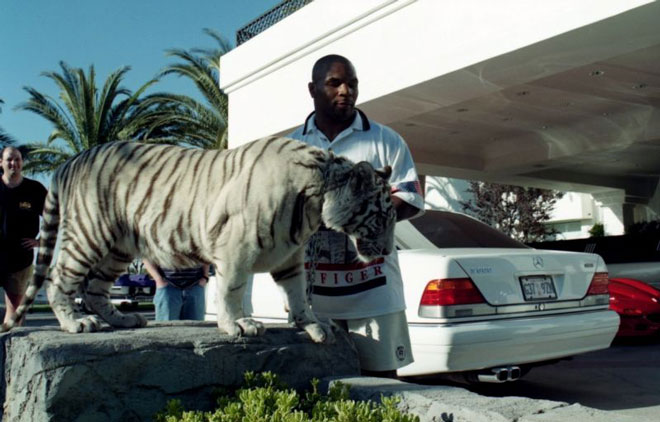 Mike Tyson và người bạn 4 chân nổi tiếng của mình, con hổ trắng Bengal