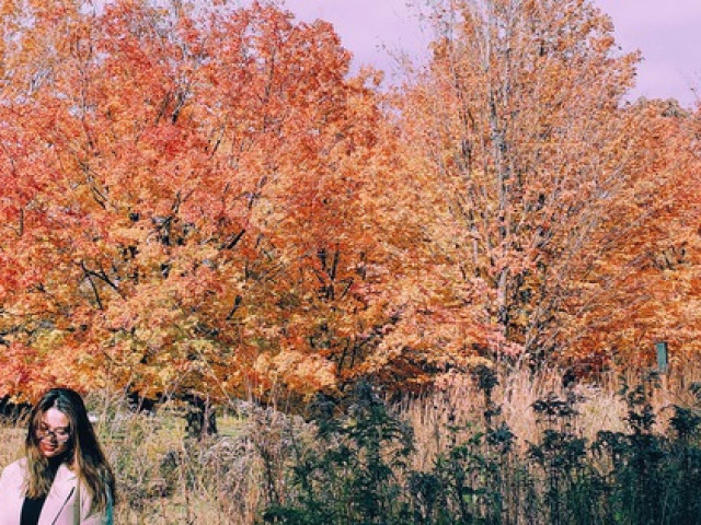 Du lịch - Mùa thu đã nhuộm vàng xứ sở lá phong