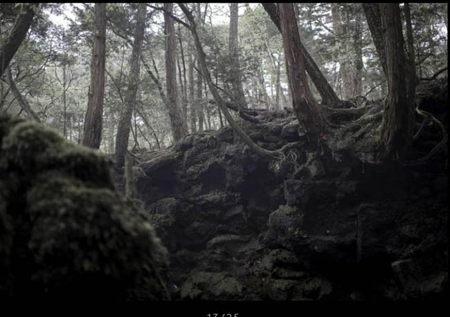 Rừng Aokigahara, Nhật Bản: Trong những năm gần đây khu rừng này đã được biết đến là rừng tự sát có lẽ bởi thế du khách đến đây cũng cảm nhận được sự ám ảnh, lạnh lẽo tại nơi này.
