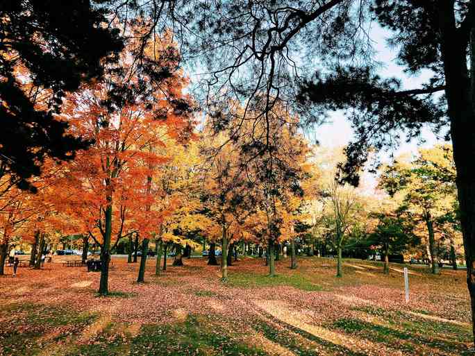 Mùa thu đã nhuộm vàng xứ sở lá phong - 4