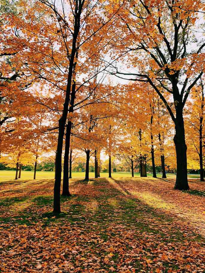 Mùa thu đã nhuộm vàng xứ sở lá phong - 7