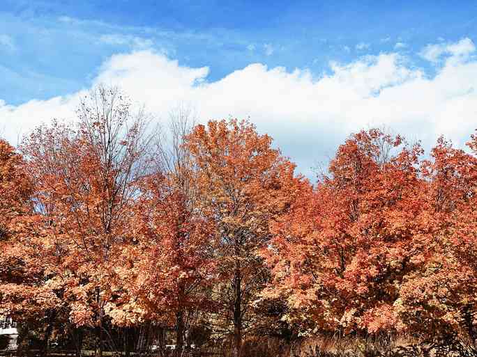 Mùa thu đã nhuộm vàng xứ sở lá phong - 6