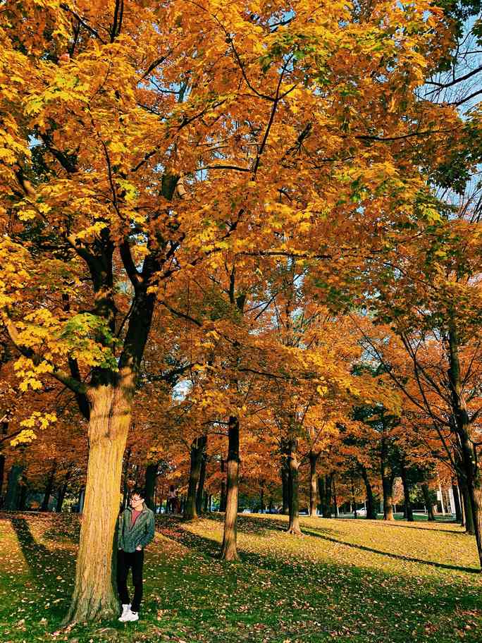 Mùa thu đã nhuộm vàng xứ sở lá phong - 8