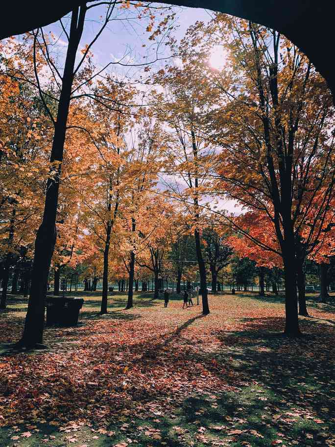 Mùa thu đã nhuộm vàng xứ sở lá phong - 9