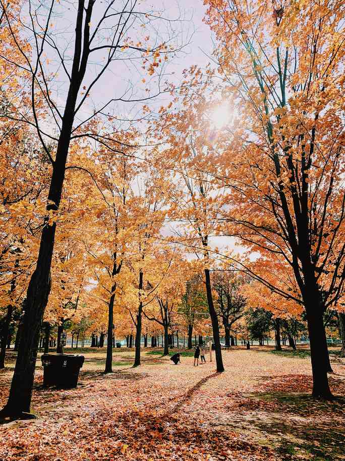 Mùa thu đã nhuộm vàng xứ sở lá phong - 14