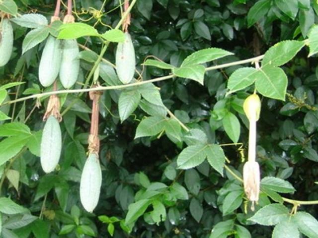 Thị trường - Tiêu dùng - Cây từng mọc bờ mọc bụi, đem về nhà trồng cho quả "hốt bạc" 60.000 đồng/kg